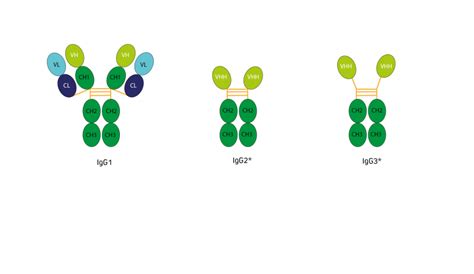 Secondary Antibodies Jackson Immunoresearch