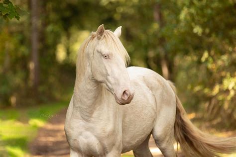 Photographie Chevaux Et Chiens Cheval Creme Lusitanien