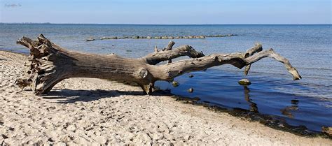 Schlafende Bäume am Strand bei Loissin GreifswalderNet