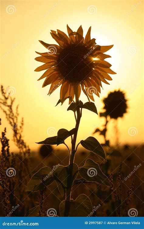 Girasole Al Tramonto Immagine Stock Immagine Di Montagna