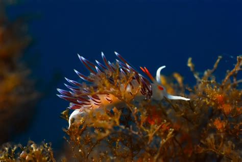 Nella Calabria Delle Meraviglie Sommerse A Praia A Mare La Sede Del