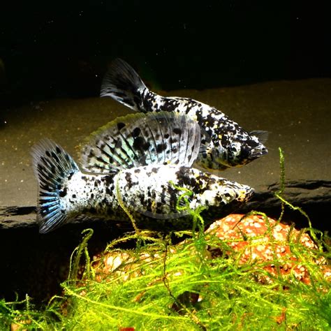 Molly Dalmatian Poecilia Latipinna Aquatics Unlimited