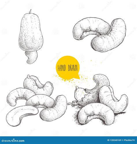 Hand Drawn Sketch Style Cashew Set Single Whole Fresh Cashew Fruit