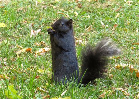 He S A Fluffy Lil Cylinder R Squirrels