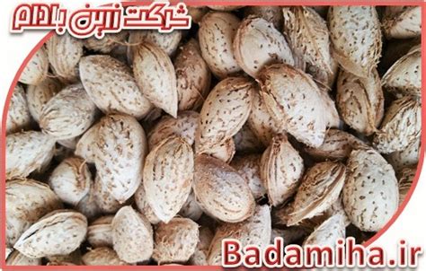 فروش عمده بادام کاغذی ارزان قیمت در تهران و مشهد زرین تولید