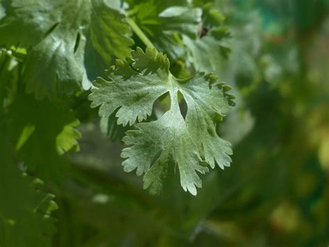 What Is A Coriander Seed How To Eat It Spices For Foods