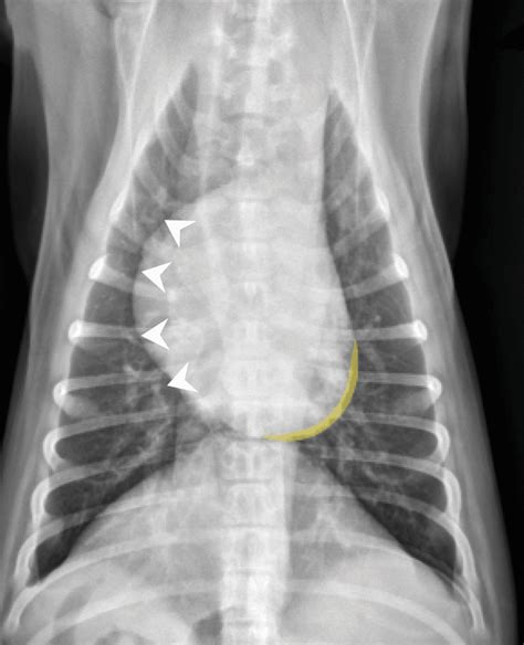 Thoracic Radiology In The Diagnosis Of Congenital Heart Disease In Dogs