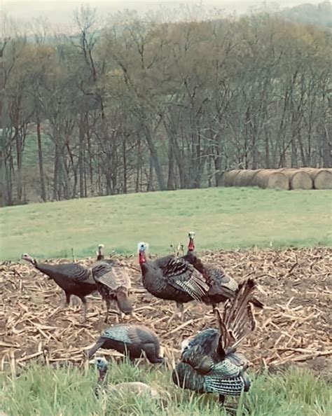 Turkey Calls The Best Turkey Call For Beginners West Virginia Outsider