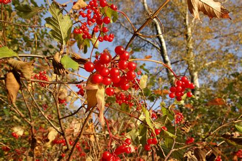 Viburnum Rote Beeren Bush Kostenloses Foto Auf Pixabay Pixabay