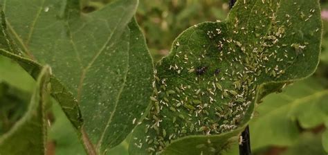 Control Biol Gico De Plagas En Cultivos Hort Colas