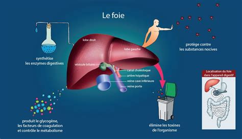 Le R Le Du Foie Appareil Digestif M Tabolisme Art Re