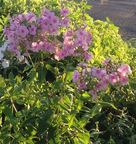 Photo Of The Entire Plant Of Garden Phlox Phlox Paniculata Eva Cullum