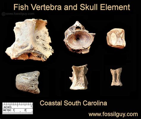 Coastal South Carolina Fossil Identification