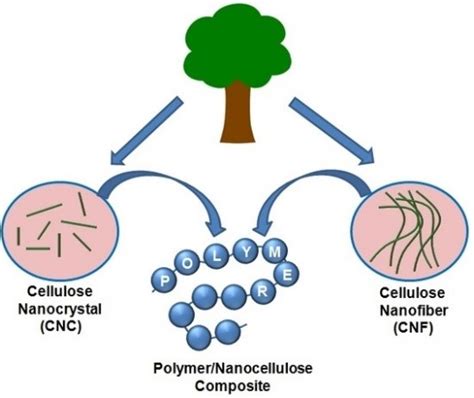 Nanocellulose As A Filler In Polymer Composites