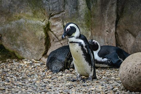 African Penguin Spheniscus Demersus bird in natural habitat land ...