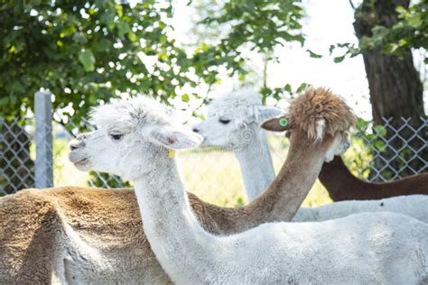 Beautiful South American Alpacas In A Free Range Stock Image Image Of