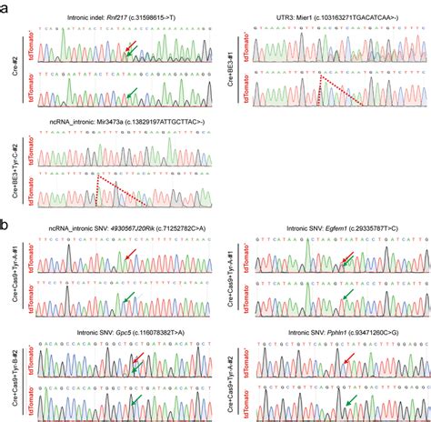 Figure S6 Representative Sanger Sequencing Chromatograms Of Mutations