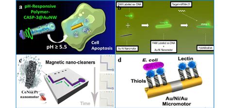 Applications Of D Micro Nanomotors In Different Fields A Au Nanorod