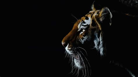 Tiger Wallpapers (86 images) - WallpaperCosmos