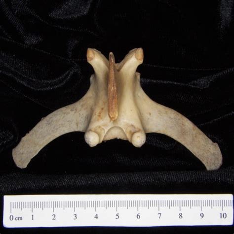 White Tailed Deer Odocoileus Virginianus Left Tibia Posterior View