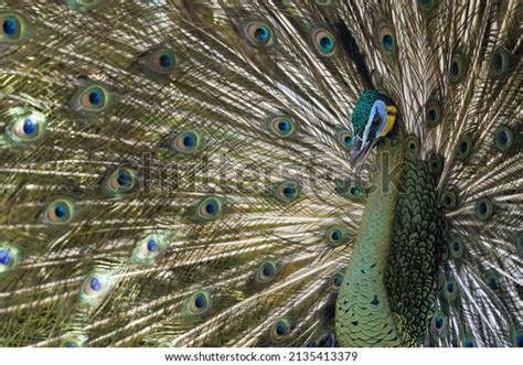 Java Green Peafowl Pavo Muticus Bali Stock Photo 2135413379 Shutterstock