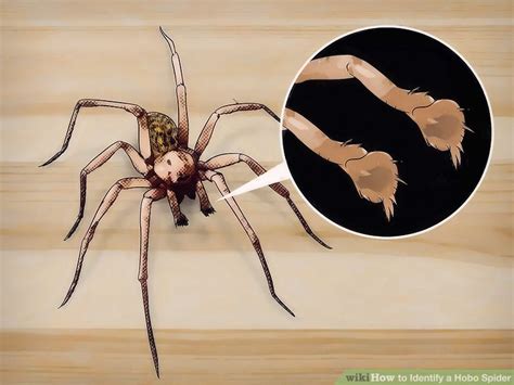 How To Identify A Hobo Spider 10 Steps With Pictures Wikihow