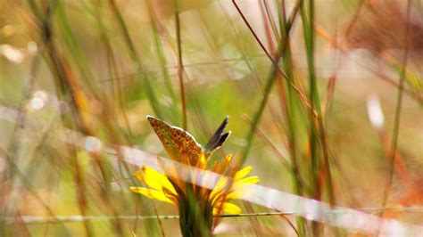 Wallpaper Sunlight Depth Of Field Flowers Nature Branch Butterfly Insect Green Yellow