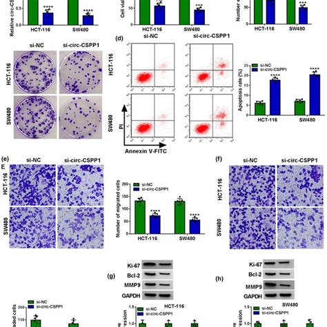 Circ Cspp Knockdown Attenuated Crc Cell Progression In Vitro By