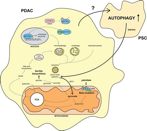 Overview Of The Molecular Pathways Involved In Autophagy And Its Impact