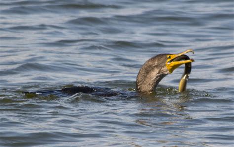 Great Cormorant Phalacrocorax Carbo