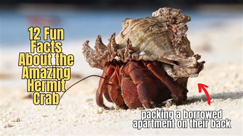 Hermit Crab Fun Facts Facts About Hermit Crabs Youtube