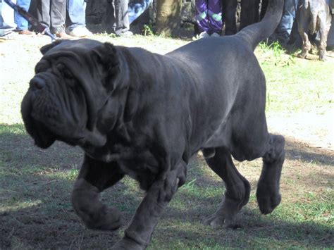 A Mastiff Size Guide - How Big is an English Mastiff? - Mastiff Web