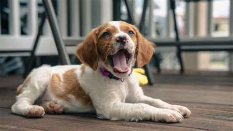 Brittany Spaniel Puppies for Sale - Greenfield Puppies