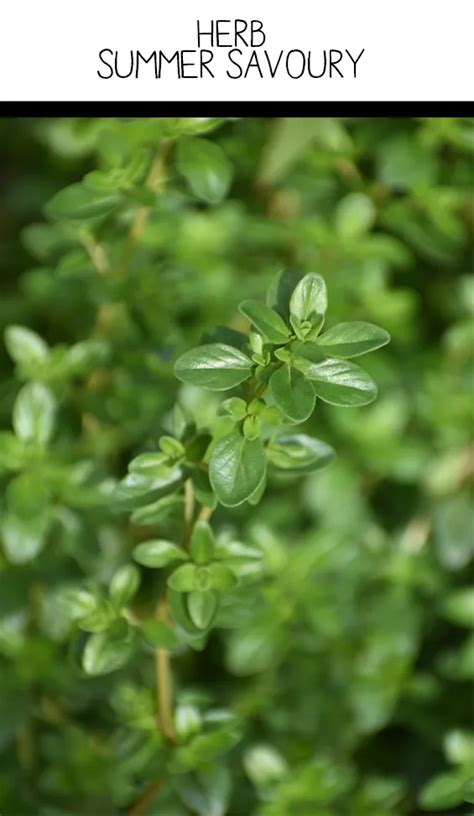 Seed Freaks Herbs Summer Savory Seedfreaks Sow The Change You