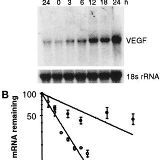 Time Course Of Hypoxic Induction Of The Vegf Mrna And Determination Of