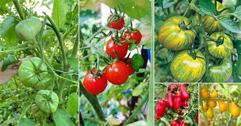 27 Best Tasting Tomatoes For Your Cuisines Balcony Garden Web