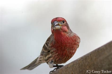 Ajummas Pad Birds I Miss From Minnesota Basically All The Birds I