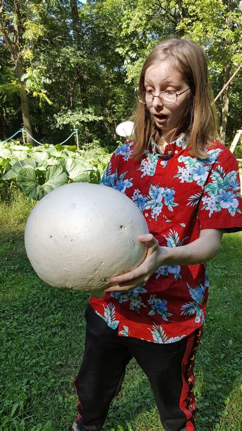 Giant Puffball Mushroom Growing Kit Over Billion Spores Calvatia