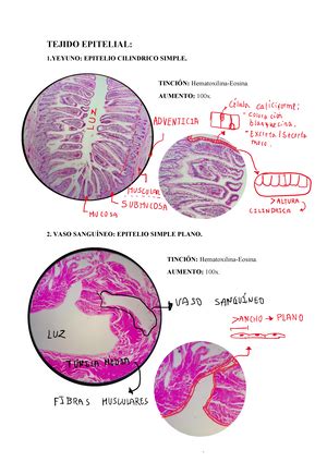 Guia De Practica Histologia Sem Guia B Programa De Medicina