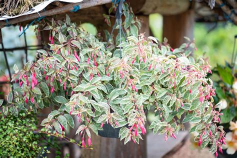 fuksia ampel | Eliseaed | E-Pood