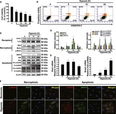 Apoptoticnecroptotic Effects In H9c2 Cells Under Hypoxic Stimulation Download Scientific