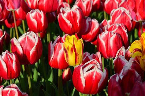 Tulpe Tulpen Rot Kostenloses Foto Auf Pixabay