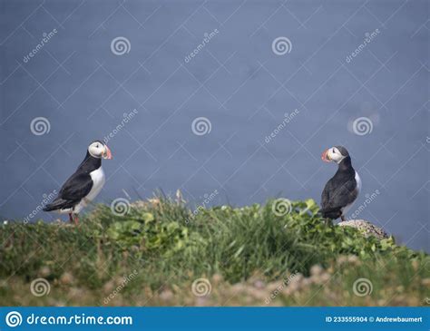 Landscape of Puffins Sitting on Grassy Cliff in Grimsey Island Iceland ...