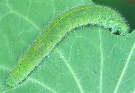 photo Caterpillar of Small Cabbage White butterfly by Douglass Moody ...