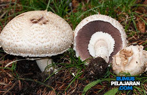 Fungi Jamur Pengertian Ciri Struktur Reproduksi Klasifikasi Contoh Dan Hot Sex Picture