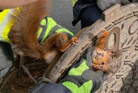 TierWelt Eichhörnchen steckte in einem Gullydeckel fest Dank des