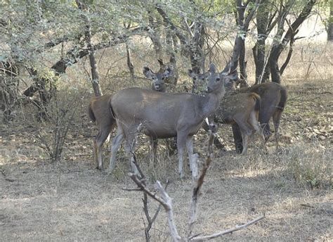 Nights Days Ranthambore Tour From Jaipur