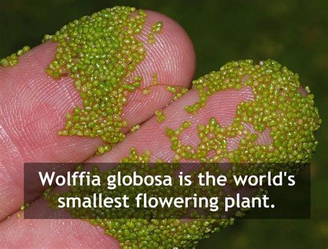 Wolffia Flower