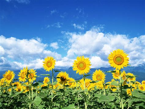 Desktop Wallpapers: Sunflowers Desktop Wallpapers