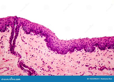 Simple Squamous Epithelial Tissue Under Microscope